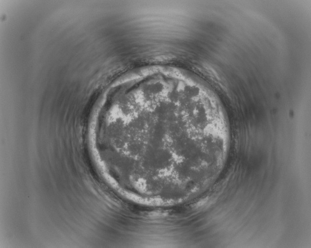 X0000088180366200706121657