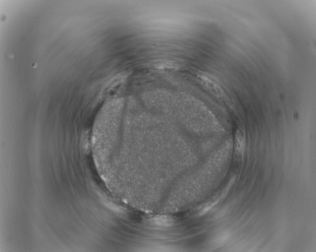 X0000088180383200706121657