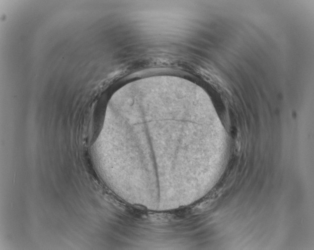 X0000088180417200706121656