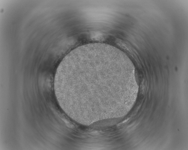 X0000088180424200706121656