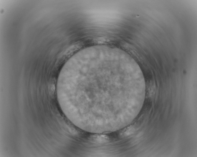 X0000088180427200706121655