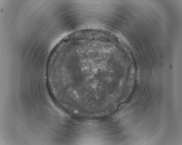 X0000088180438200706121655