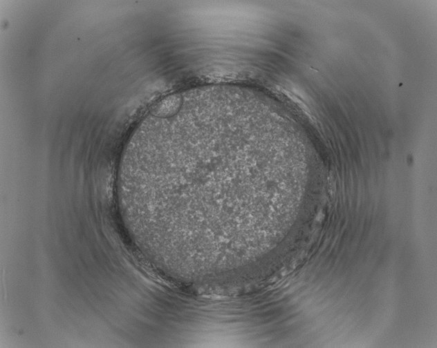 X0000088180499200706121654