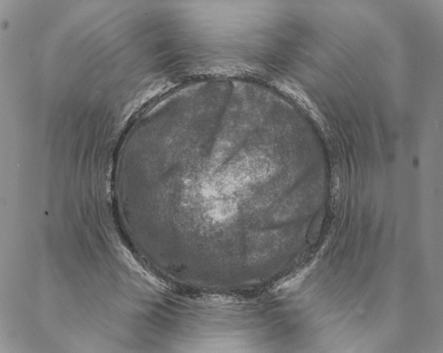 X0000088180585200706121653