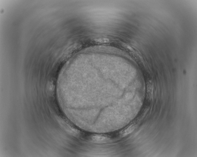 X0000088180614200706121652