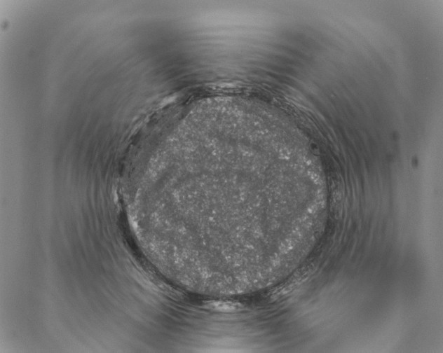 X0000088180654200706121652