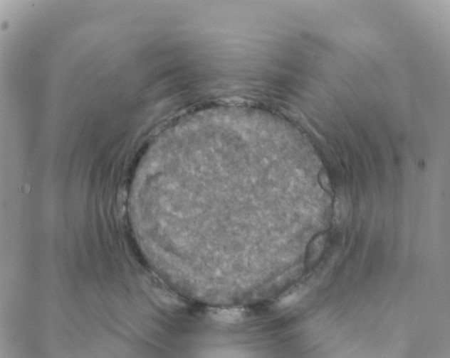 X0000088180671200706121652