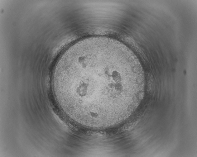 X0000088180683200706121651