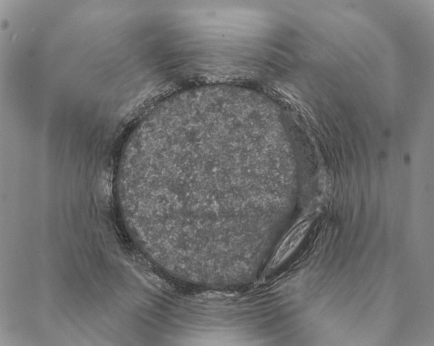 X0000088180691200706121651