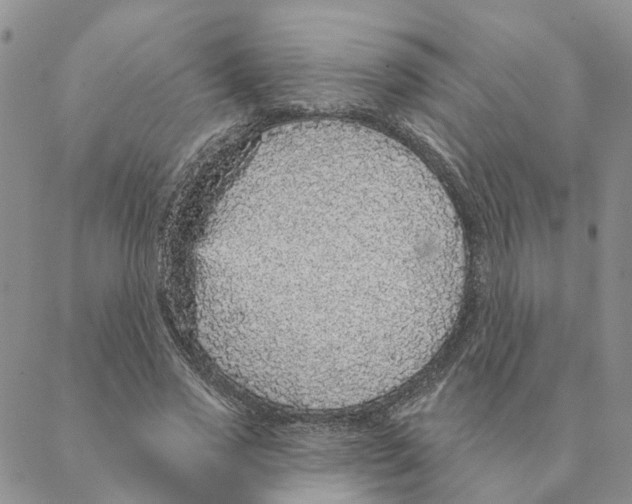 X0000088180733200706121650