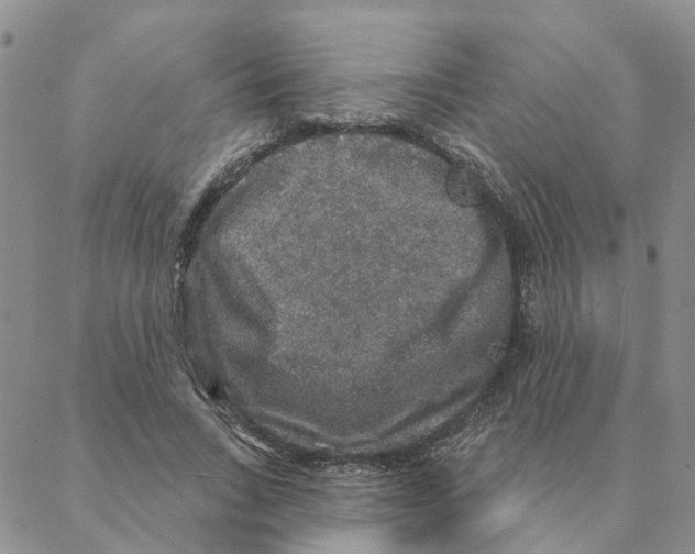 X0000088180735200706121650