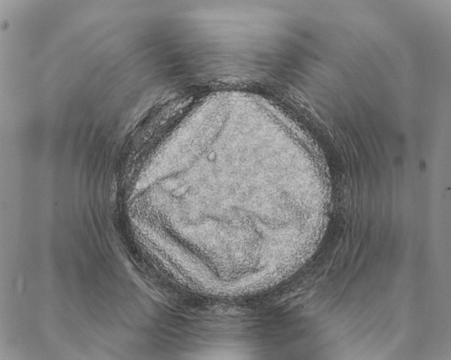 X0000088180742200706121650