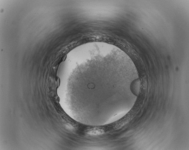 X0000088180754200706121650