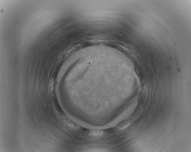 X0000088180767200706121651