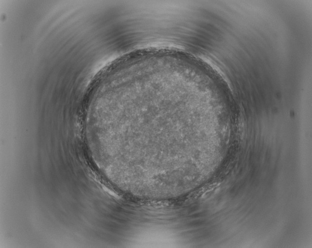 X0000088180823200706121649