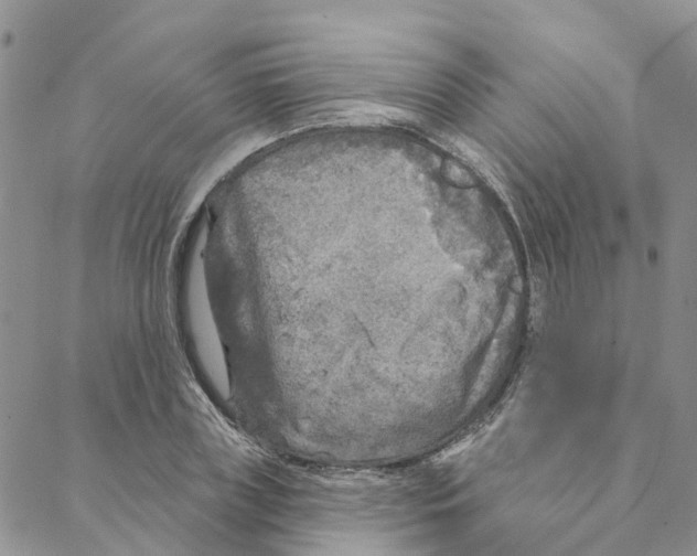 X0000088180835200706121649