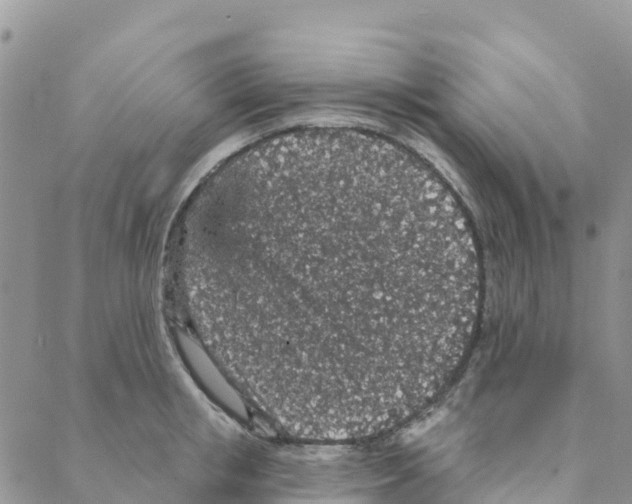 X0000088180853200706121649