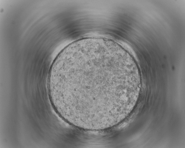 X0000088180855200706121649