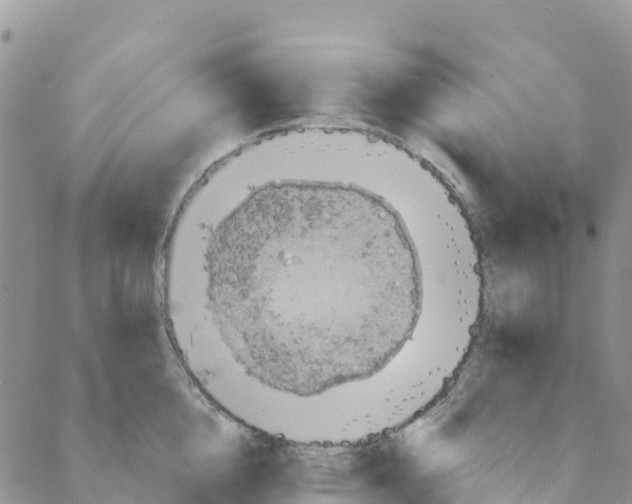 X0000088180856200706121649