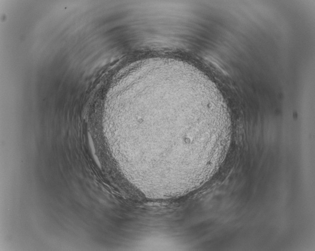 X0000088180917200706121647