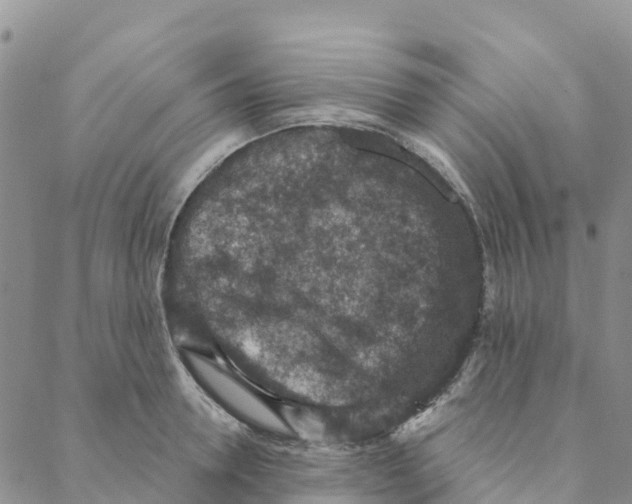 X0000088180946200706121647