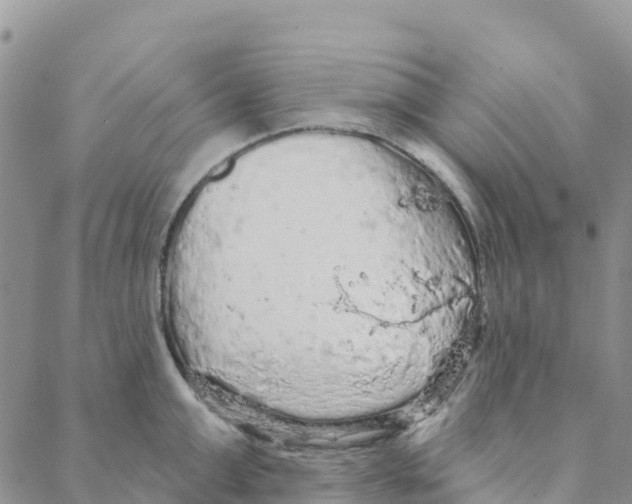 X0000088180999200706121646