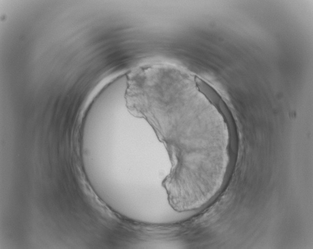 X0000088181008200706121646