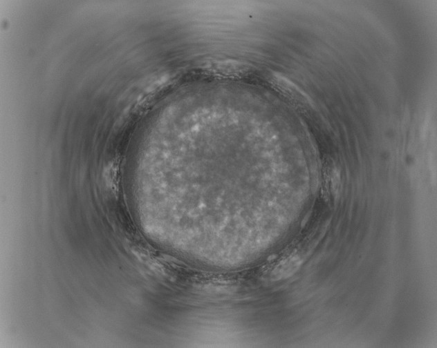 X0000088181010200706121645