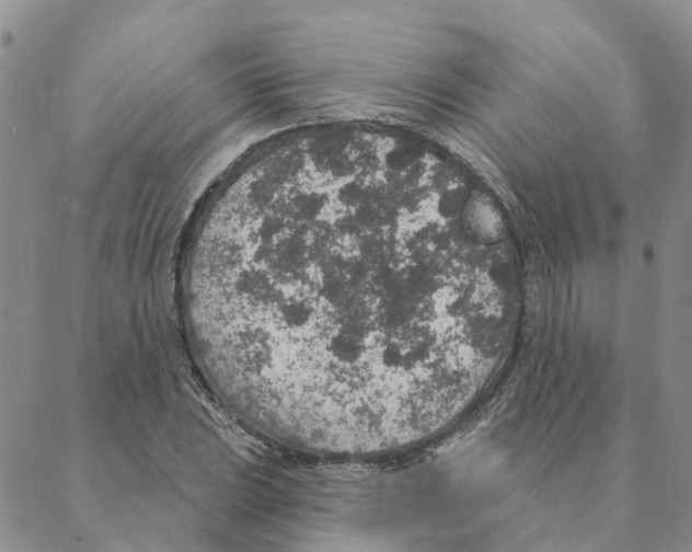 X0000088181023200706121646