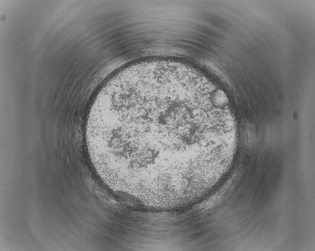 X0000088181025200706121646