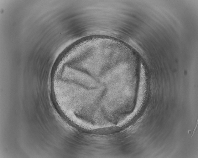 X0000088181028200706121646