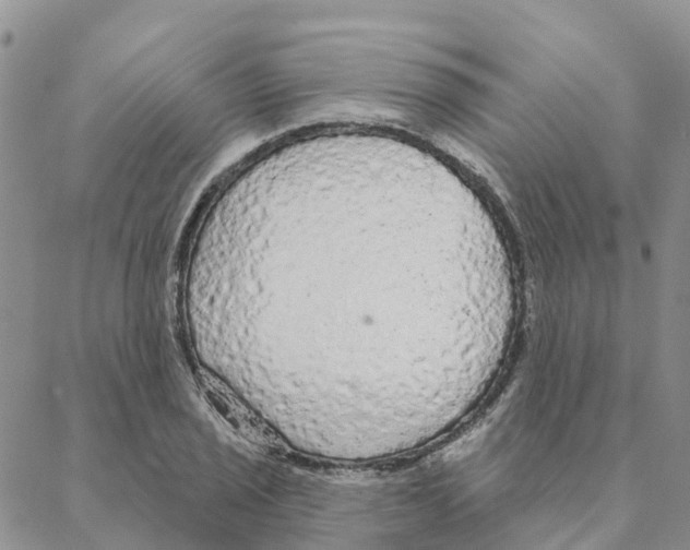 X0000088181029200706121646