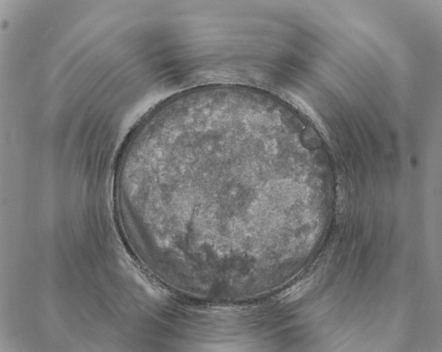 X0000088181035200706121646