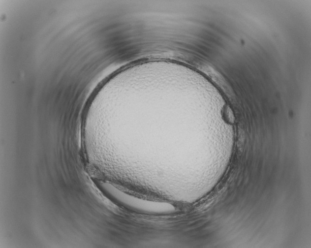 X0000088181036200706121646