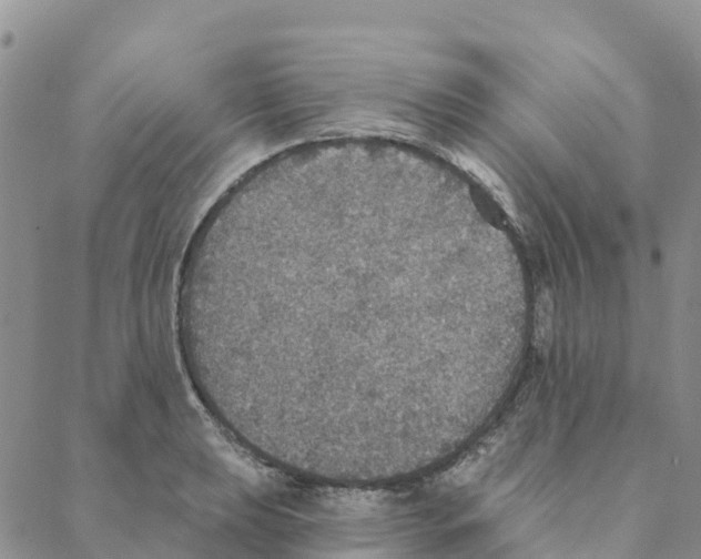 X0000088181039200706121646