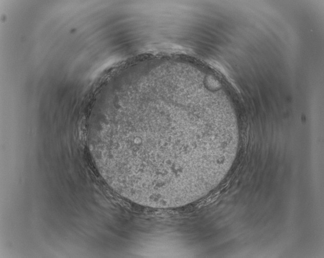 X0000088181063200706121645