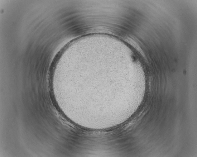 X0000088181068200706121645