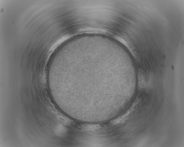 X0000088181074200706121645