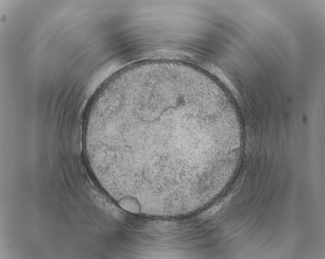 X0000088181075200706121645