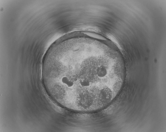 X0000088181079200706121645