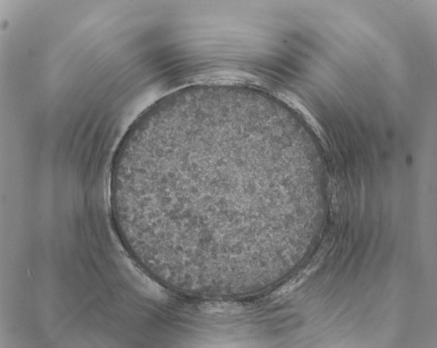 X0000088181083200706121645