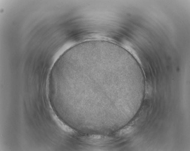 X0000088181098200706121645