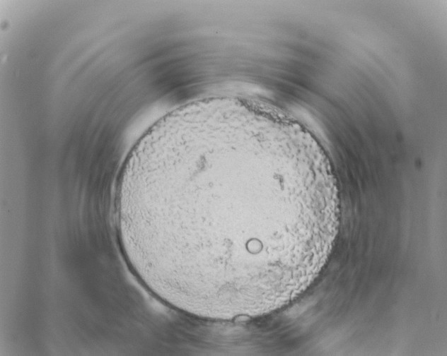 X0000088181103200706121645