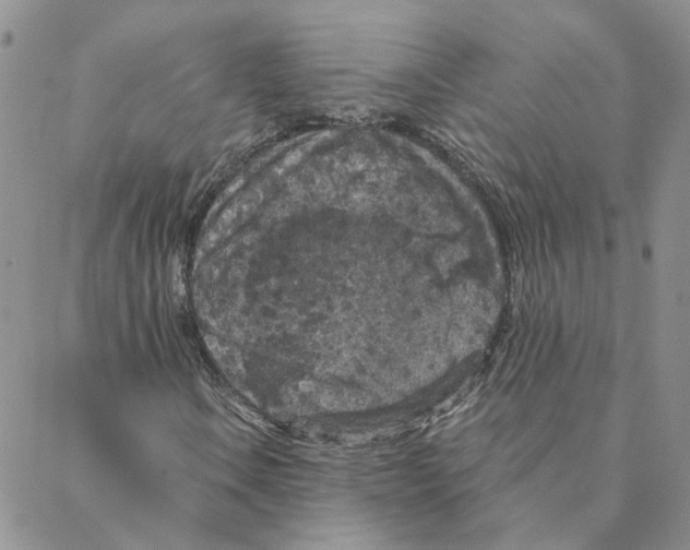 X0000088181106200706121644