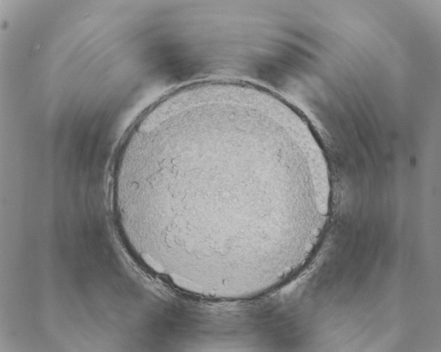 X0000088181126200706121644