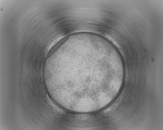 X0000088181137200706121644