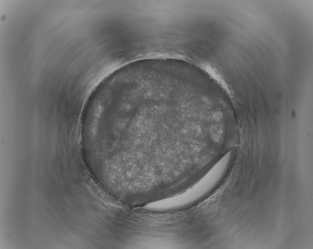 X0000088181173200706121643