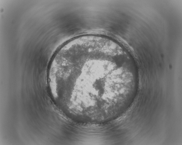 X0000088181174200706121643