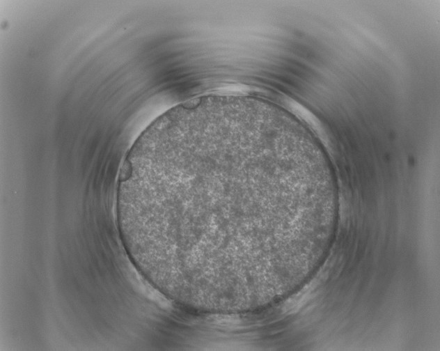 X0000088181194200706121643