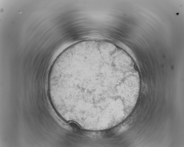 X0000088181195200706121643